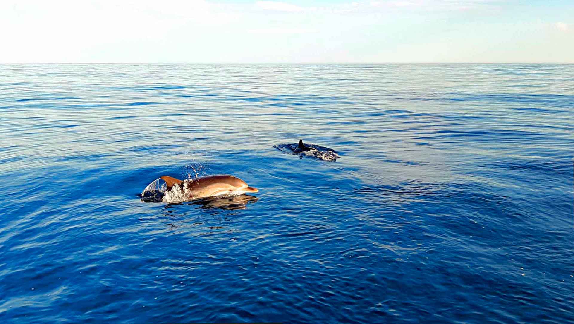 Delfini che nuotano accanto alla barca durante il tour al tramonto a Taormina